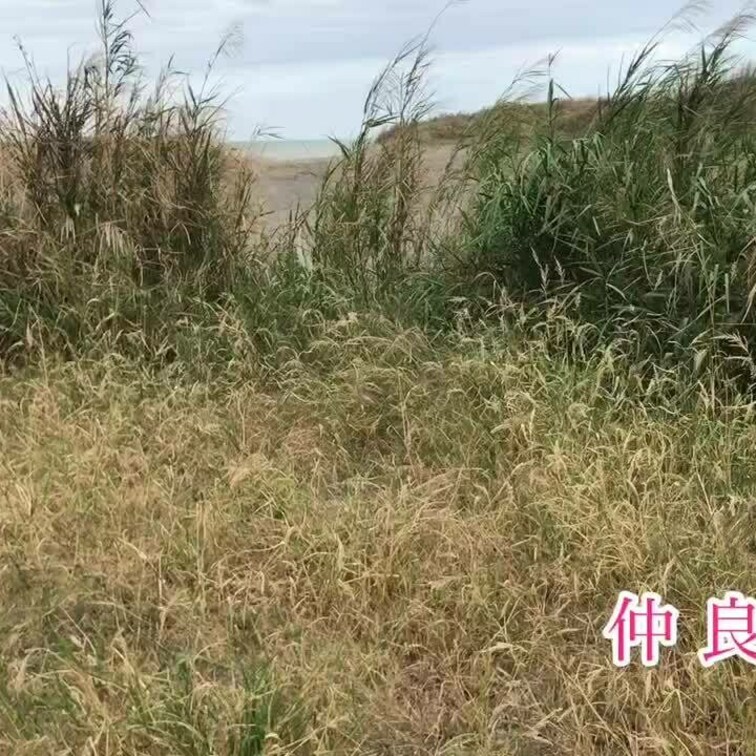 浜辺でフェラチオ💕
発射しました〜💕