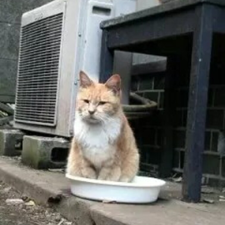 かわいー