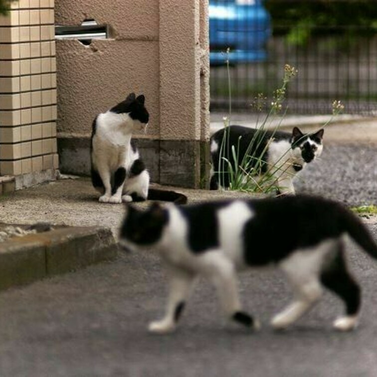 ねこまるけ