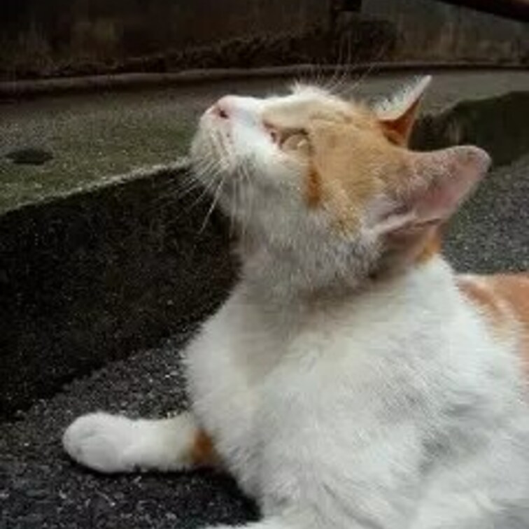 キリッとしている