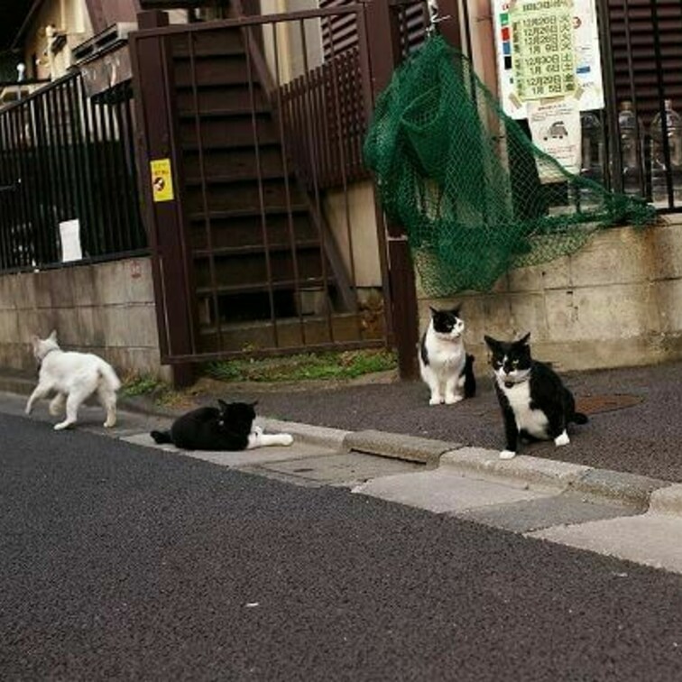 4匹