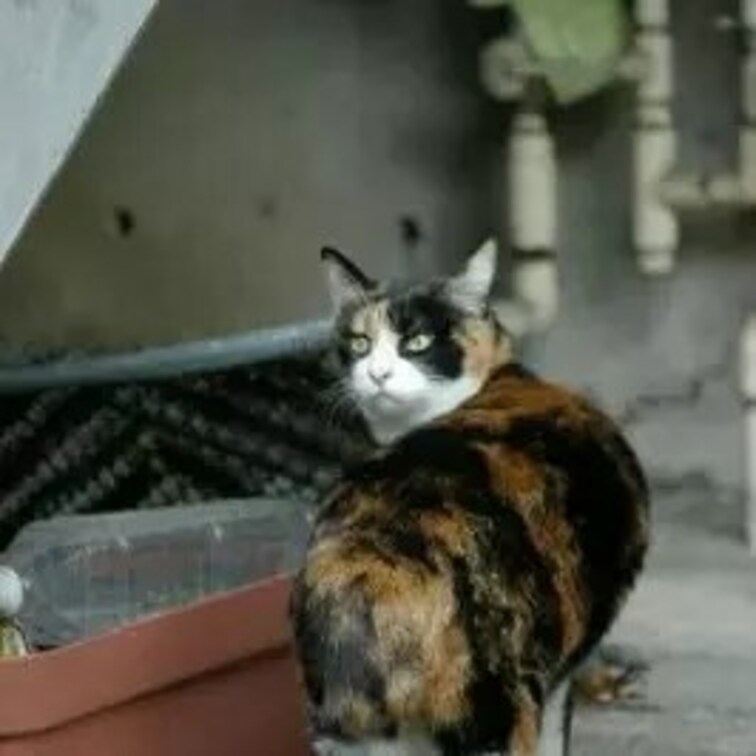 ペットボトル? しらんな