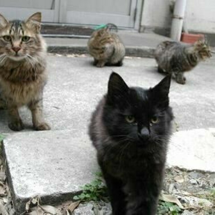 目黒のネコ溜まり