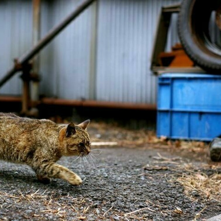 のっそり