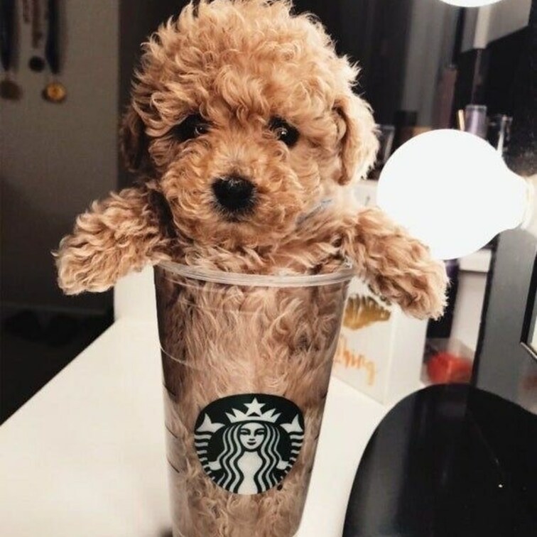 トイプードル🐕‍🦺🐕‍🦺何と…スターバックスのカップ🥤にすっぽり😱😱ビックリ‼️