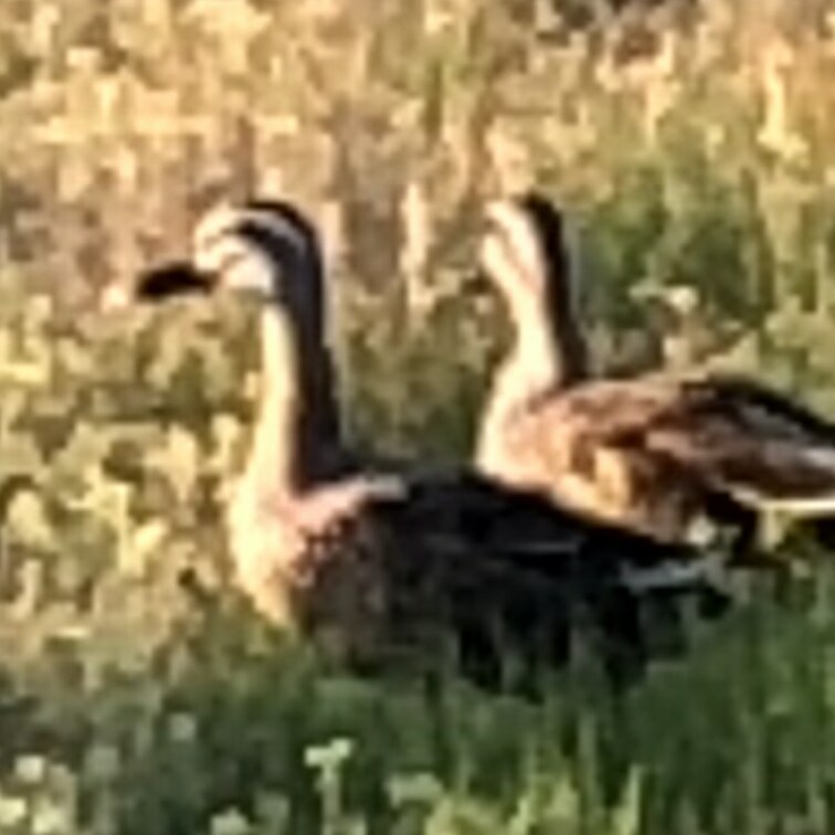 会社から帰宅途中👞鴨🦆ちゃん🦆発見📸
スマホ📱で撮影📱