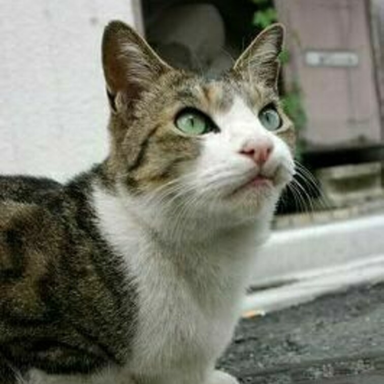 美人さん