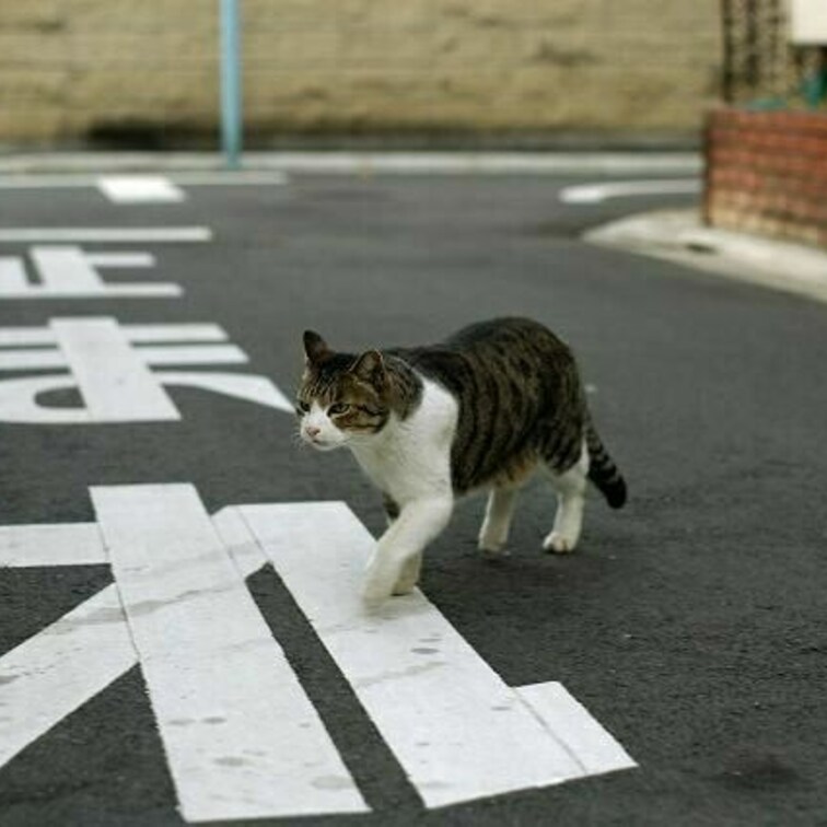 Walk, don't walk 