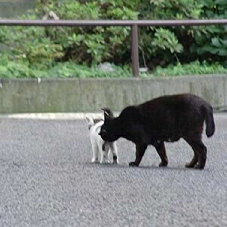 子猫のお尻を舐めるのは、うんちを促す育児です