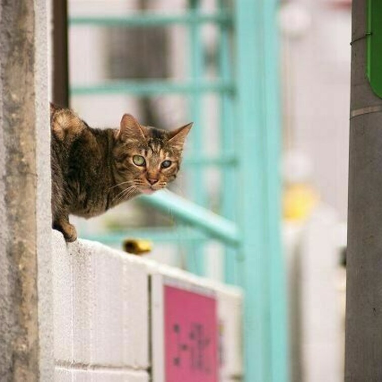 にょきっ