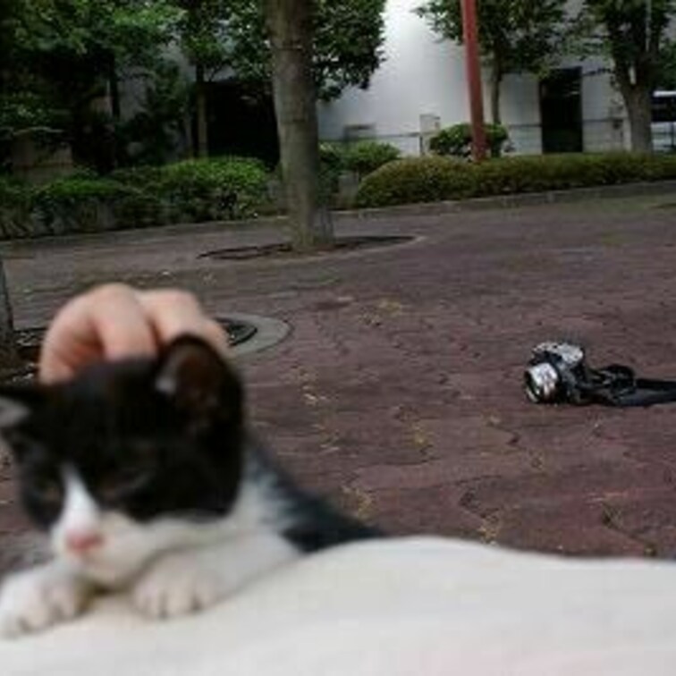子ネコと私とピンボケ写真