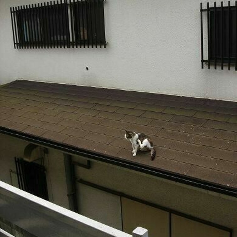 東京時代、隣の屋根にネコがいた