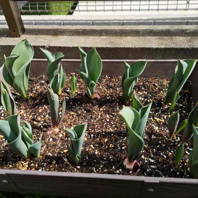 一昨日はお天気が良かったので畑のじゃがいもを植え付けたり、チューリップの観察をしてました♪

結構、自然が好きで植物