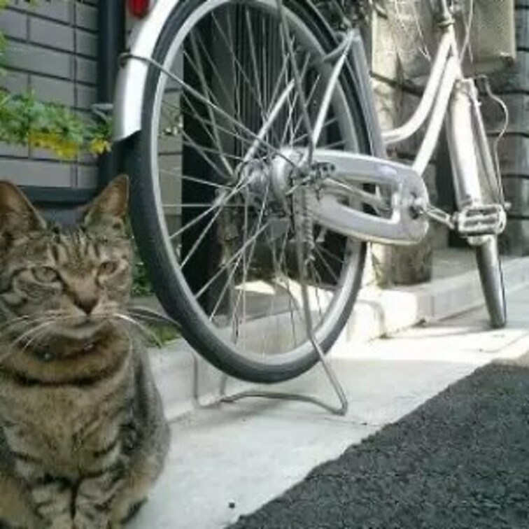 自転車と私