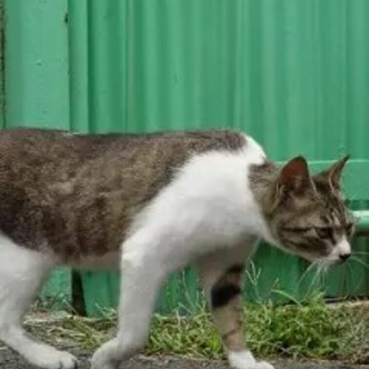 猫背とは