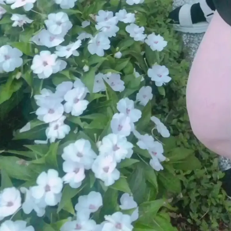 聖水アイドル的お花見③🌷🌼🪻