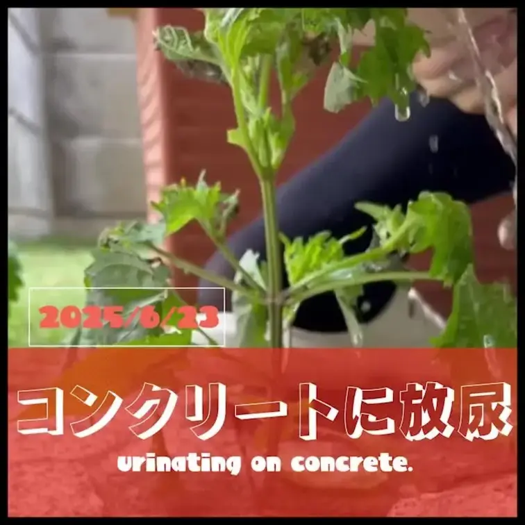 2025-6-23
◤コンクリートに放尿◢
地面から生えてきた紫蘇におしっこしてみた🤔
-------------