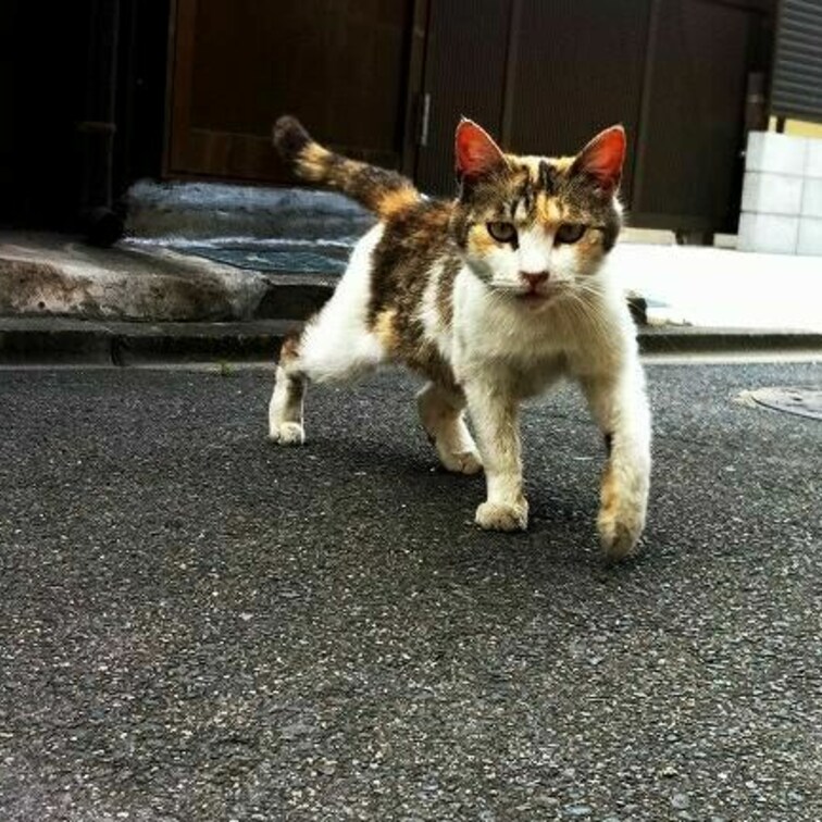 呼ばれたなら、かけてゆくよ