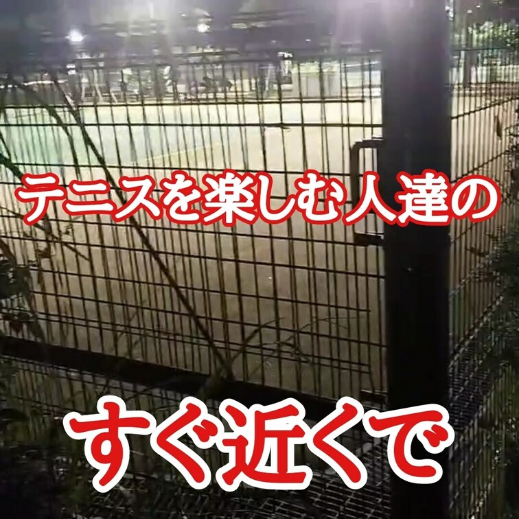 テニスを楽しむ人達の
すぐ近くで。。。