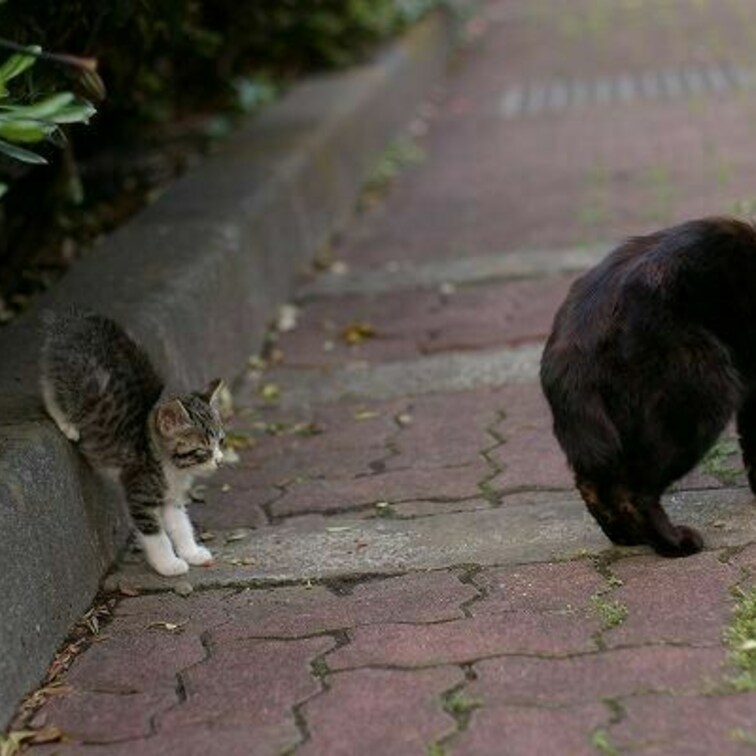 おやこかな?
