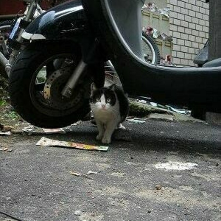 バイク大好き