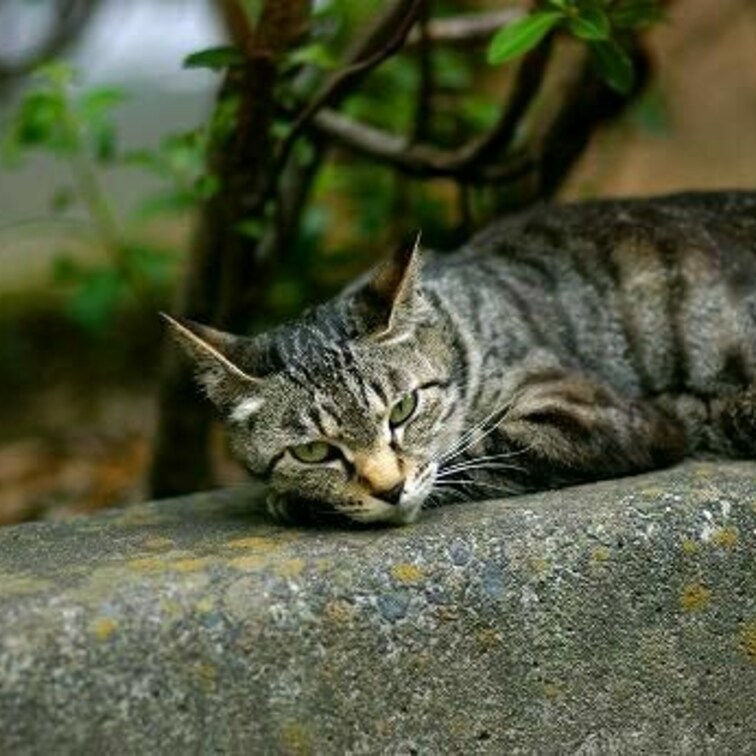 基本ネコ写真