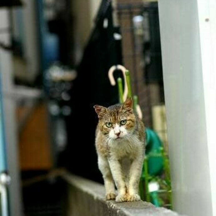 方南町での標準的景色