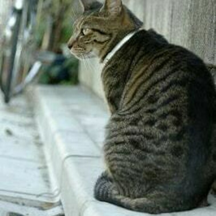猫背の見本