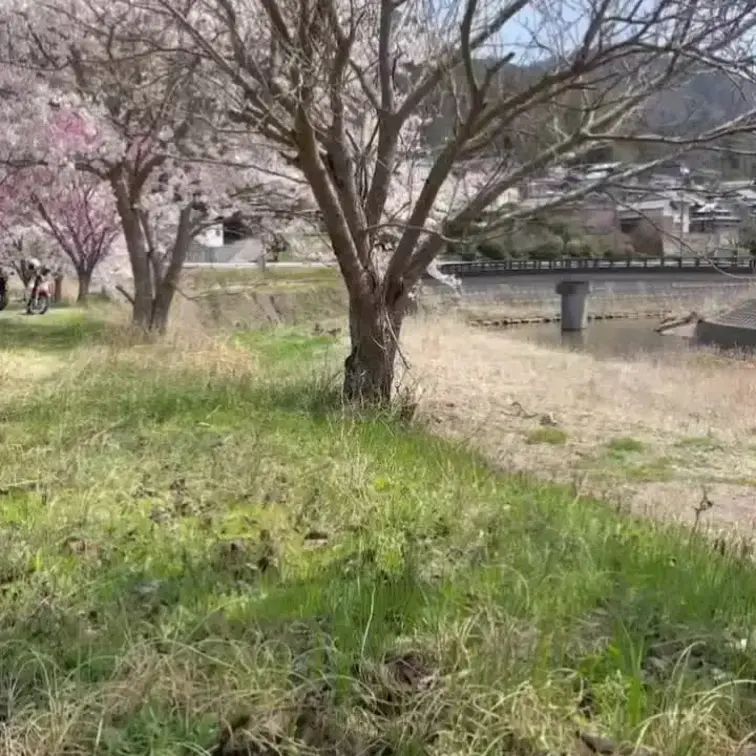 お花見ムービーpart1🌸
桜吹雪の下で。。。