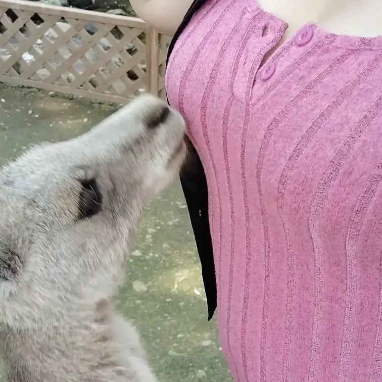 ♥️巨乳♥️カンガルーも巨乳が好きなのか？

じっと見つめるカンガルー