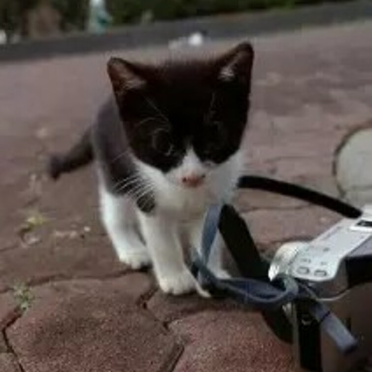 フィルムカメラをいじくるこねこさん