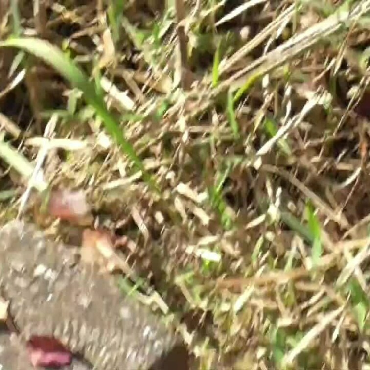 人妻OLに、外でフェラさせた時の動画です。
