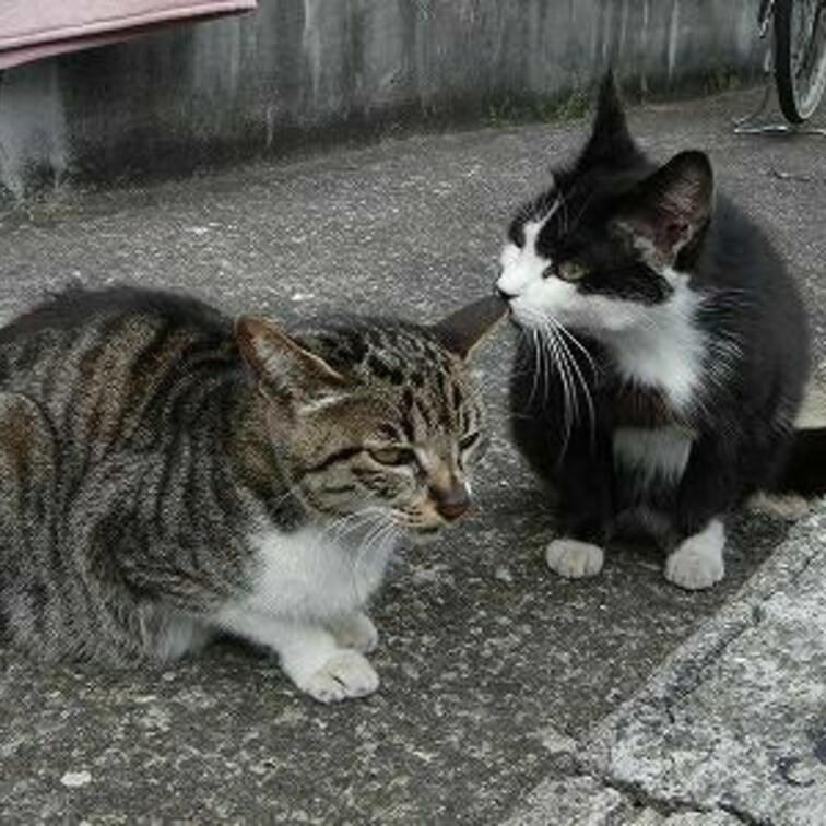 引っ張る