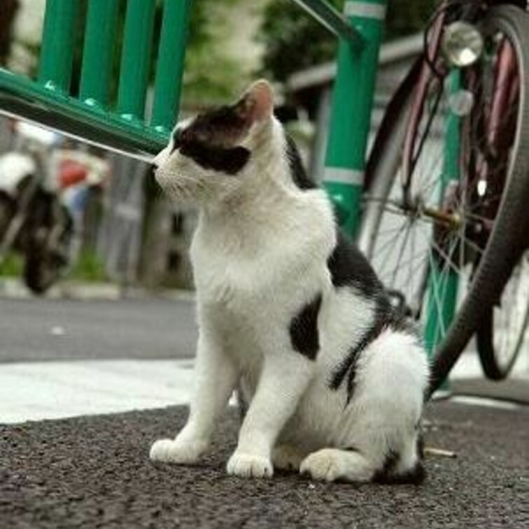 自転車だいすきー