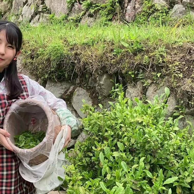 日本茶を、茶摘みから、茶煎り、茶揉みまで、全部自分で行い、最後は、自分で作ったお茶を飲みます。

「この動画の収益は