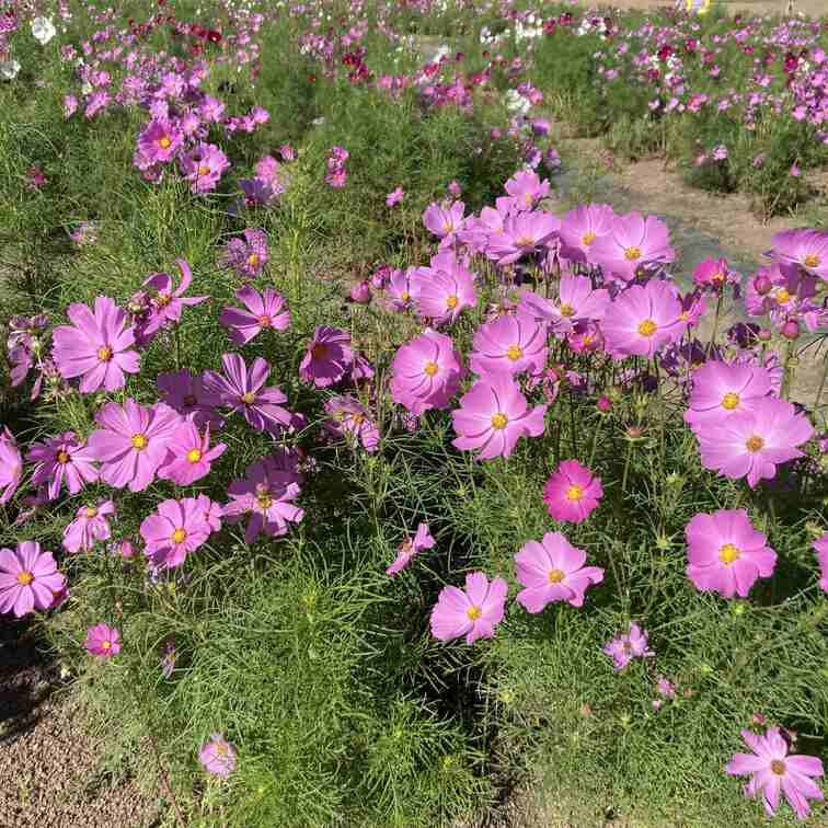お花が好きでコスモス見に行った🌸