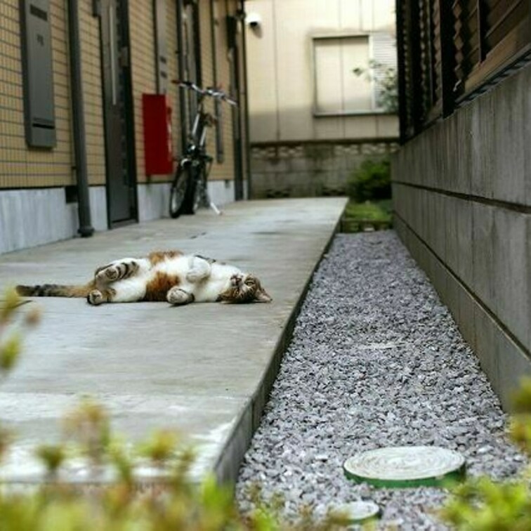 かわよき