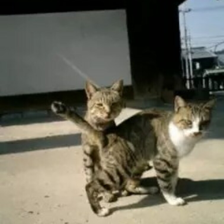 奈良のネコさん