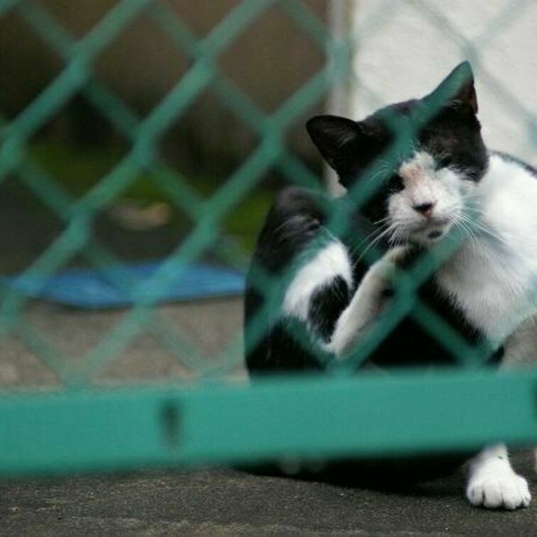 かいーの