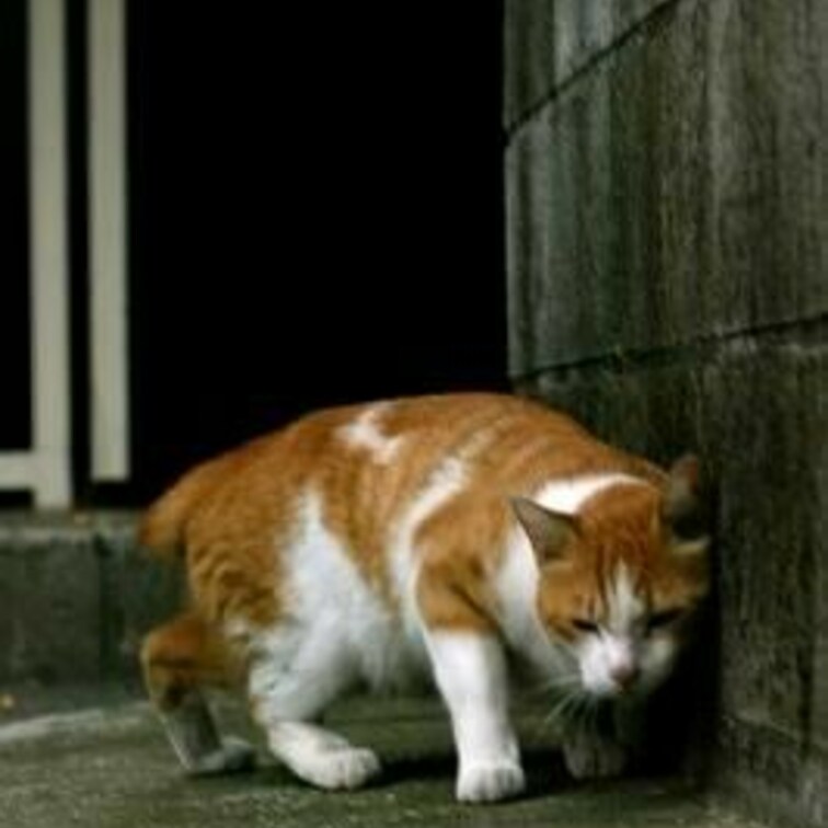 かゆいの