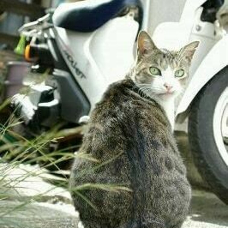 バイクだいすきー