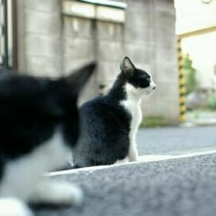 気になるあいつはサージェント
