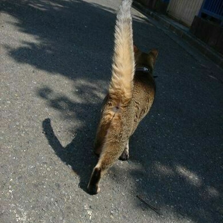 しっぽ