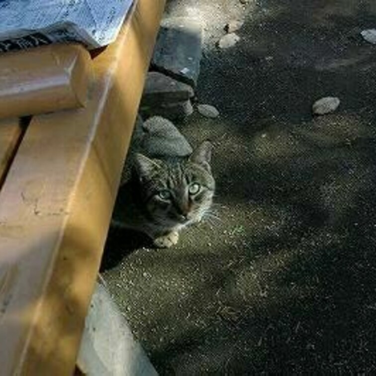 隠れていたのに
