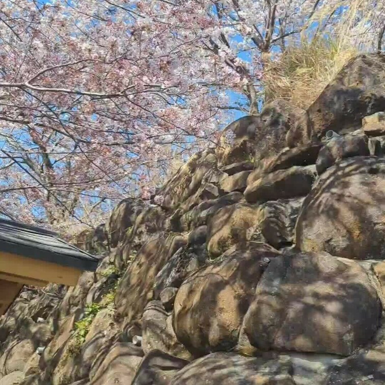 春🌸桜とともに…爆乳ゆいママのエロエロ入店❓