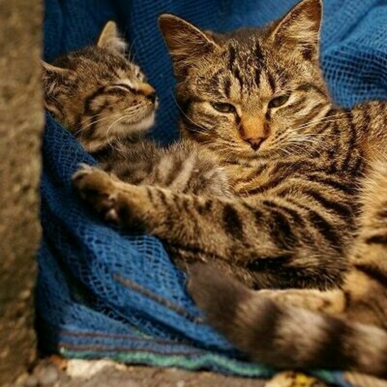 ウチの子ネコに何をする