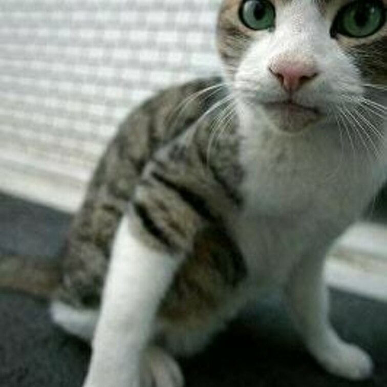 かわいいな