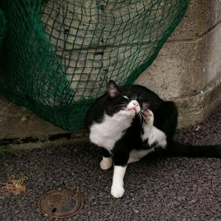 この網が俺んちよ