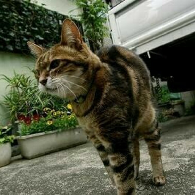 カワイイ