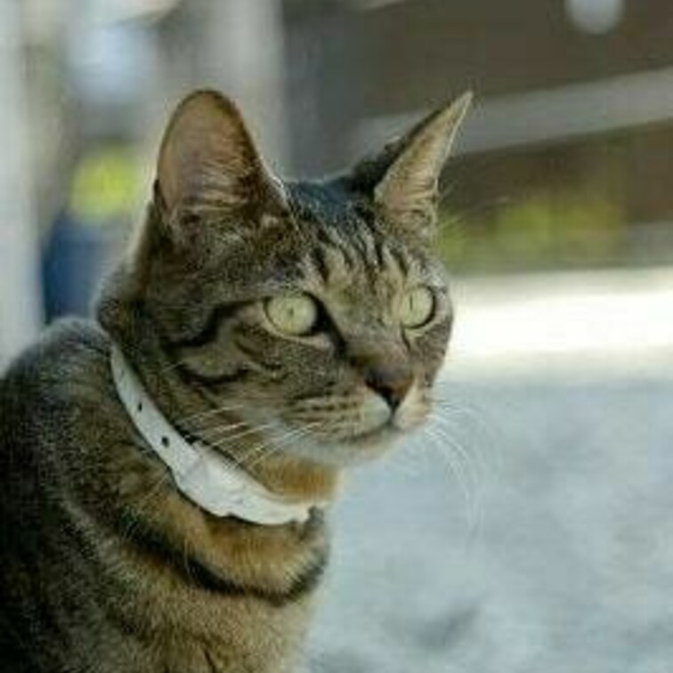かわいいな